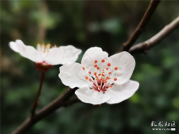 來源：彩龍社區(qū)網(wǎng)友 清山客 攝5