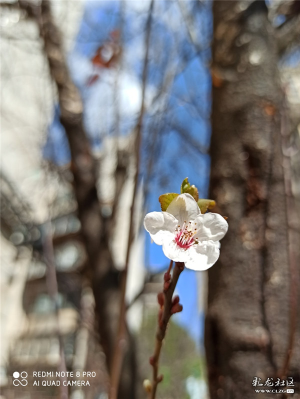 來源：彩龍社區(qū)網(wǎng)友 有道 攝