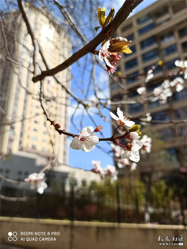 來源：彩龍社區(qū)網(wǎng)友 有道 攝2