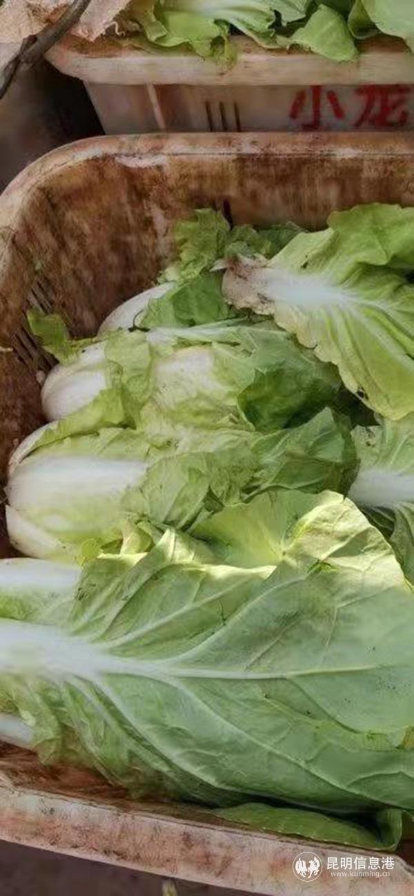 圖4：業(yè)主群自發(fā)捐贈的大白菜