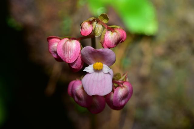 云南發(fā)現(xiàn)植物新種普洱秋海棠