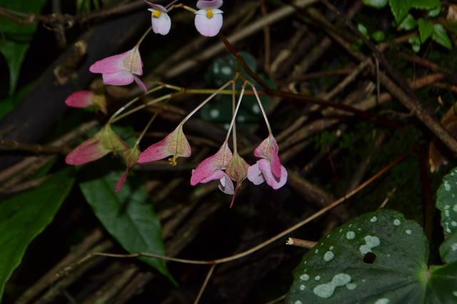 云南發(fā)現(xiàn)植物新種普洱秋海棠