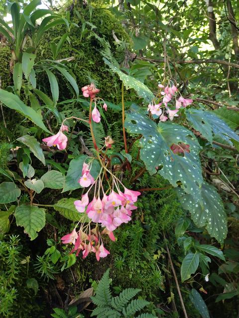云南發(fā)現(xiàn)植物新種普洱秋海棠