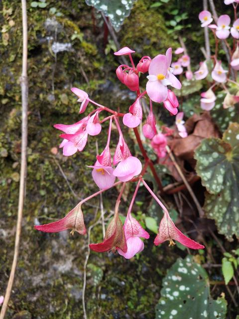 云南發(fā)現(xiàn)植物新種普洱秋海棠