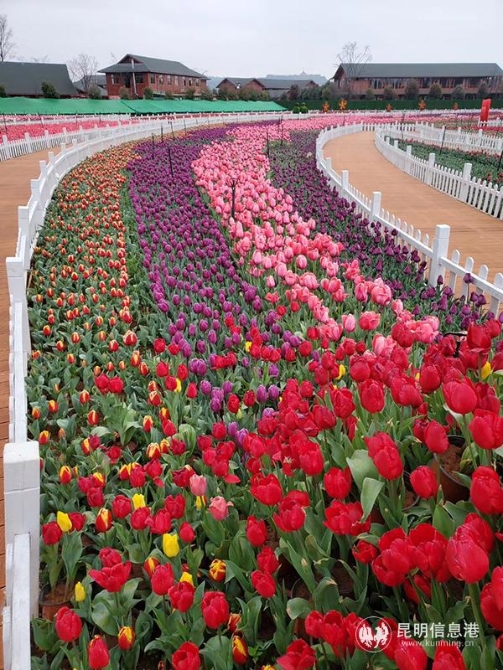 QQ圖片20200219091800 QQ圖片20200219091800