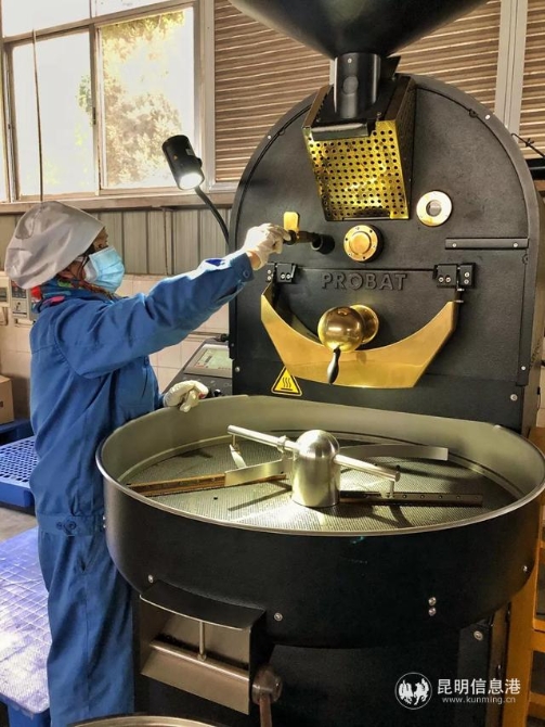 云南農墾咖啡生產車間工人正在作業(yè)