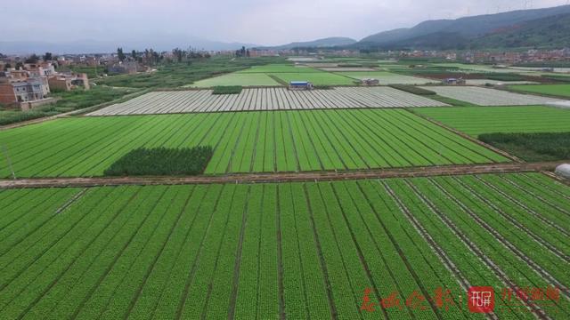 云南農(nóng)產(chǎn)品農(nóng)業(yè)