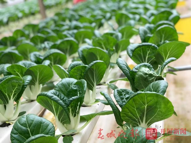 云南農(nóng)產(chǎn)品農(nóng)業(yè)