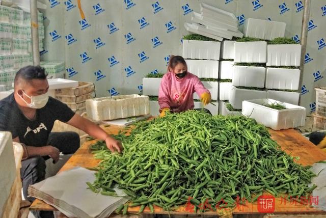 云南農(nóng)產(chǎn)品農(nóng)業(yè)