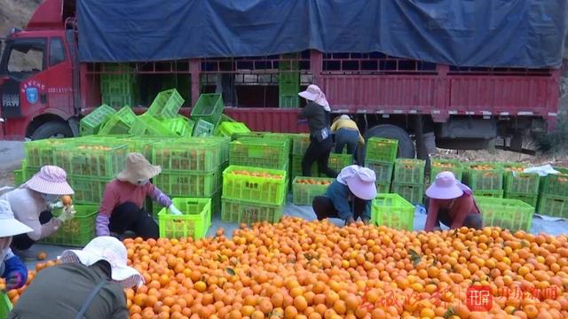 云南農(nóng)產(chǎn)品農(nóng)業(yè)