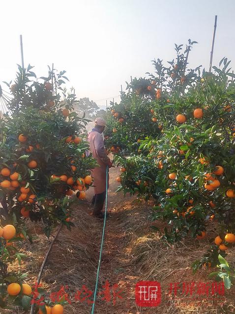 云南農(nóng)產(chǎn)品農(nóng)業(yè)