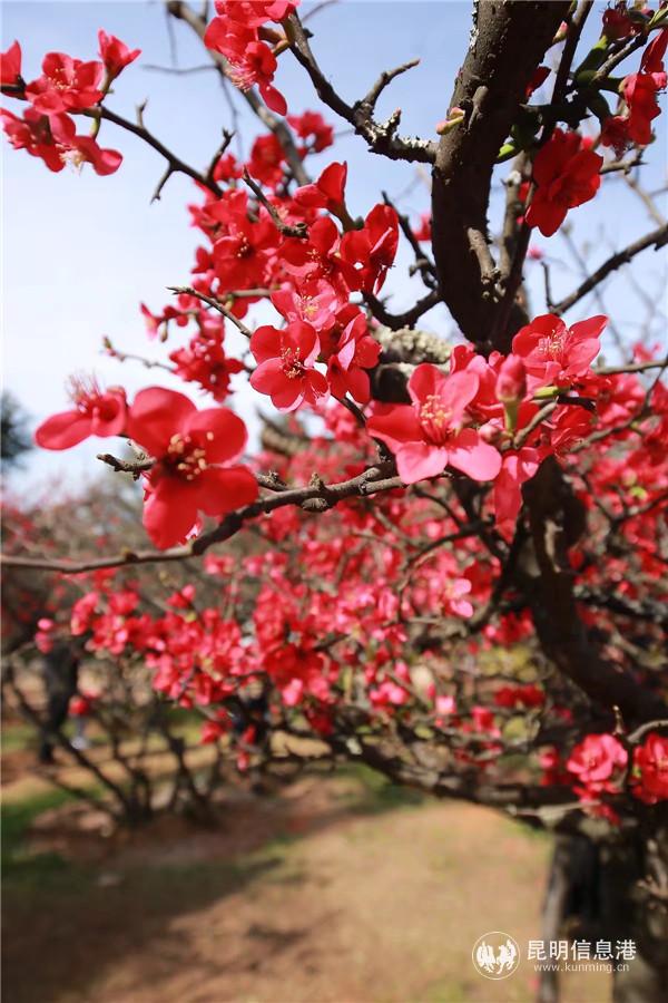 mmexport1582198870948