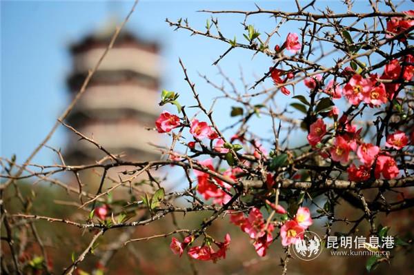 mmexport1582198925444