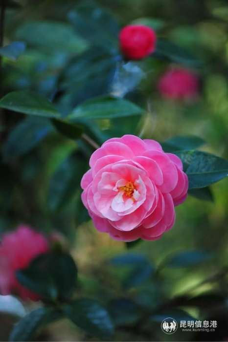 mmexport1582264566461 mmexport1582264566461