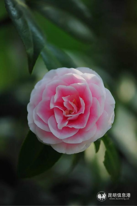 mmexport1582264572604 mmexport1582264572604