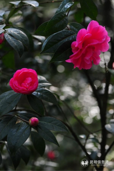 mmexport1582264584994 mmexport1582264584994