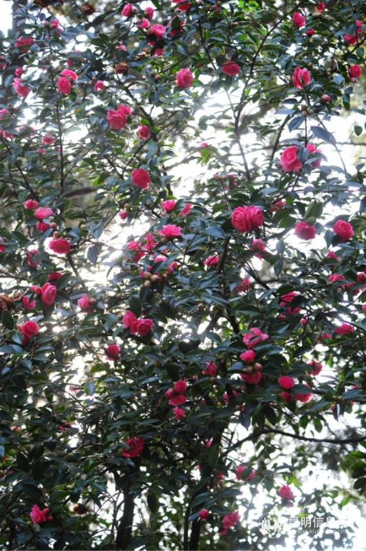 mmexport1582265165710 mmexport1582265165710