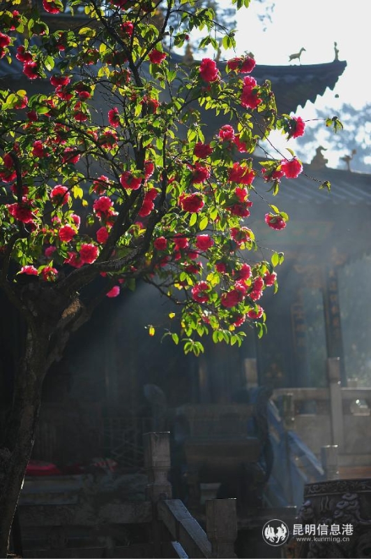 weixintupian_20190126114649 weixintupian_20190126114649