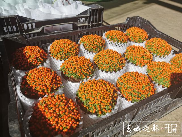 斗南花市圖片（拍于1月14日） (2).jpg