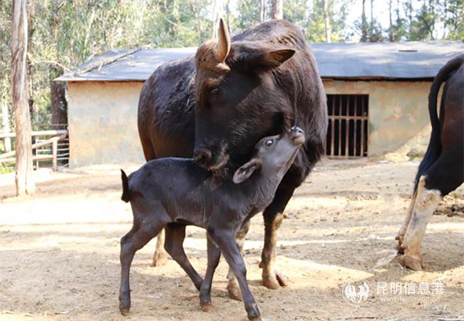大額牛寶寶1 大額牛寶寶1