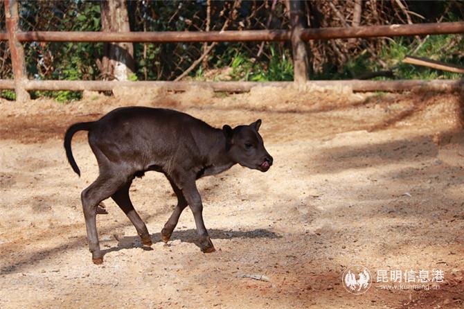 大額牛寶寶2 大額牛寶寶2