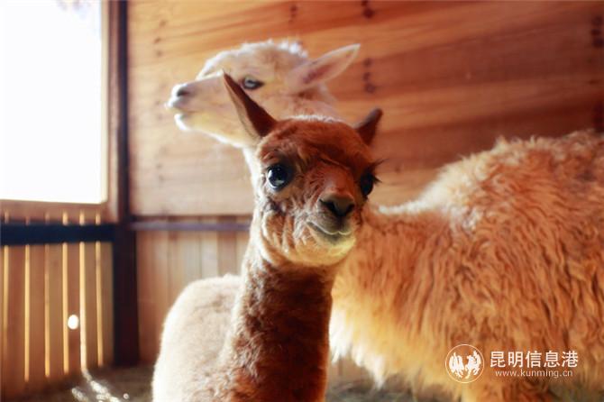 羊駝寶寶1 羊駝寶寶1