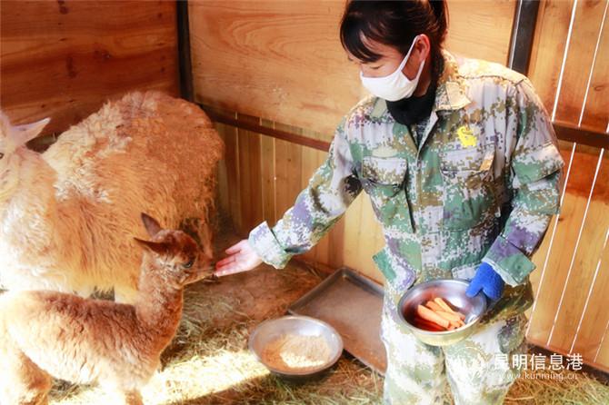 羊駝寶寶3 羊駝寶寶3