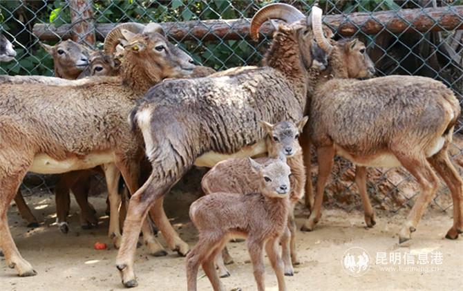 盤羊家族成員2 盤羊家族成員2