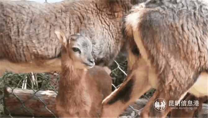 盤羊家族成員3 盤羊家族成員3