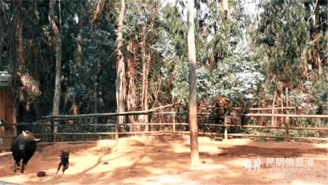 大額牛寶寶3 大額牛寶寶3