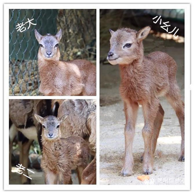 盤羊家族成員1 盤羊家族成員1