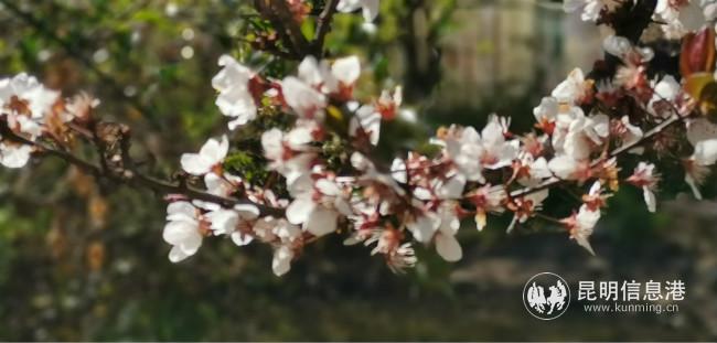 mmexport1582387361215