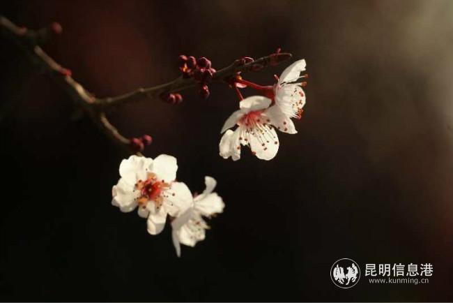 mmexport1582387887593