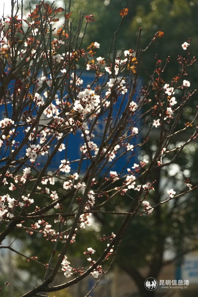 mmexport1582388124223