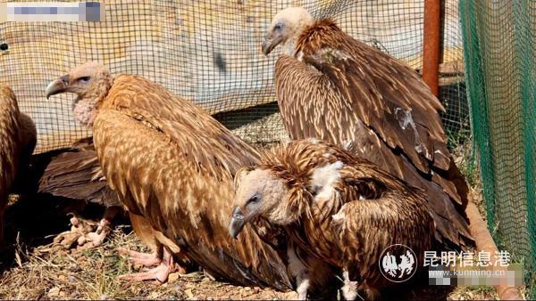 野生動物 (2) 野生動物 (2)