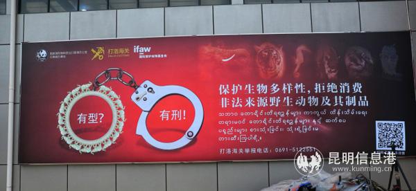 野生動物 (1) 野生動物 (1)