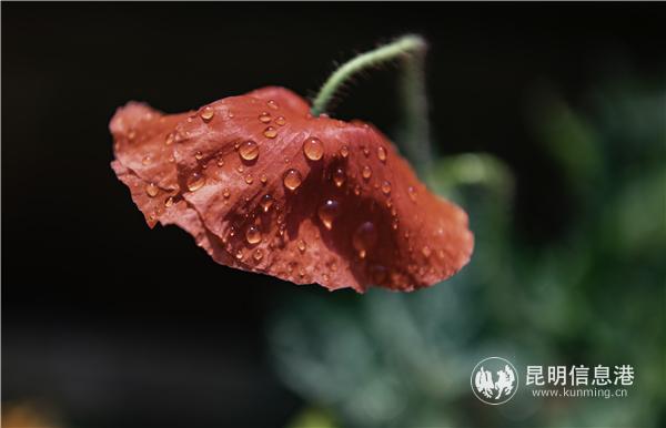 mmexport1582709809301