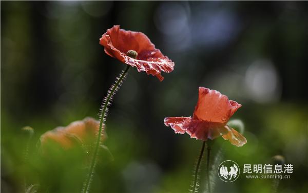 mmexport1582709844695