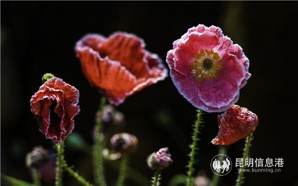 mmexport1582709893096