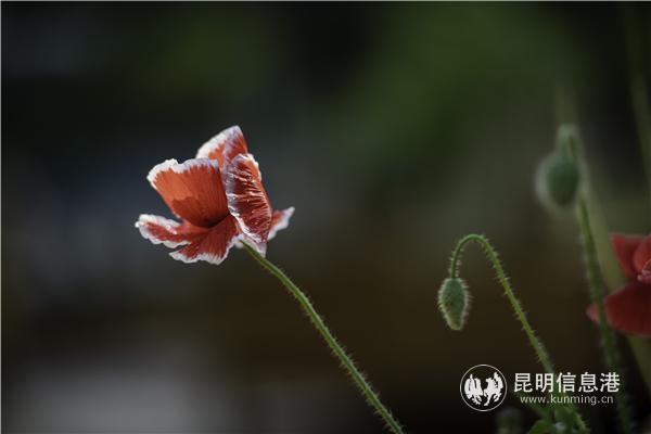 mmexport1582709951818