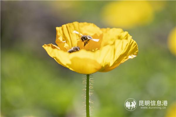 mmexport1582709996591