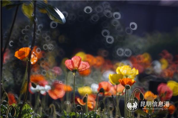 mmexport1582710609080