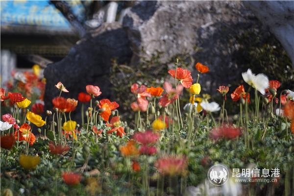 mmexport1582710617167