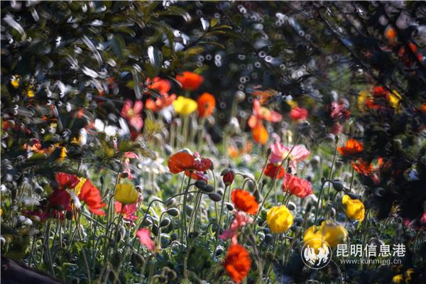 mmexport1582710631001