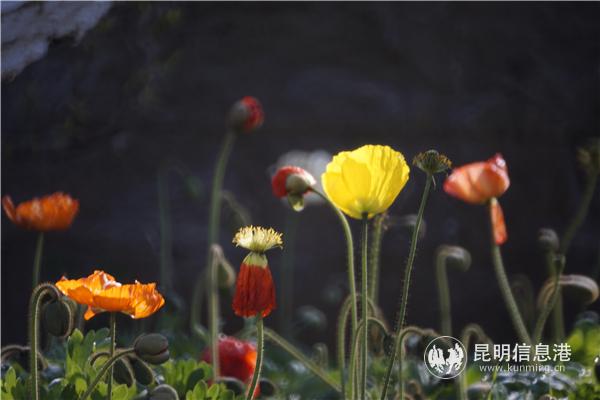 mmexport1582710547166