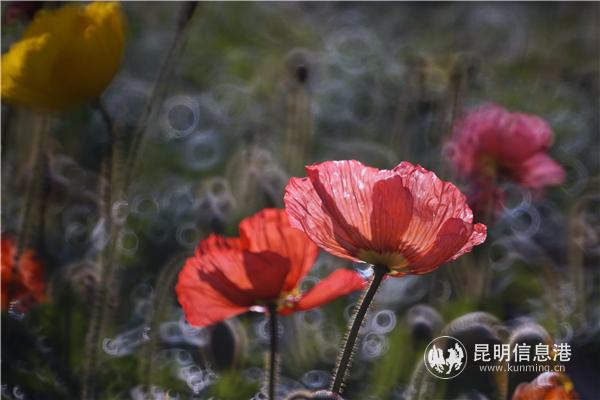 mmexport1582710562136