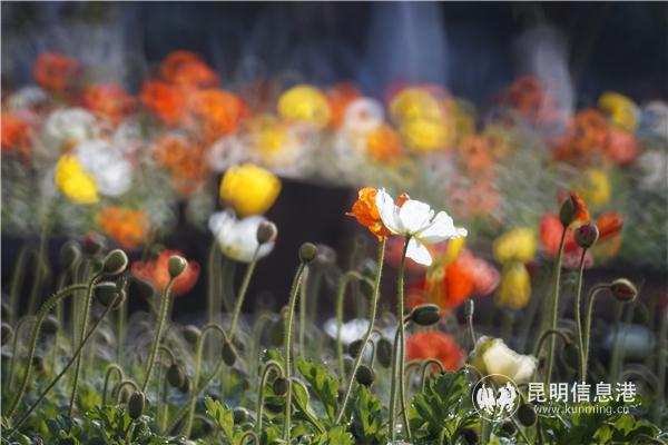 mmexport1582710582380