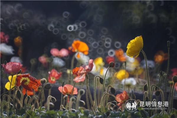 mmexport1582710596529