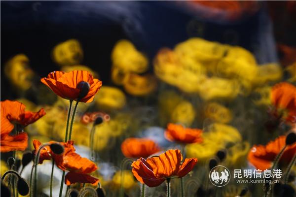 mmexport1582710670316