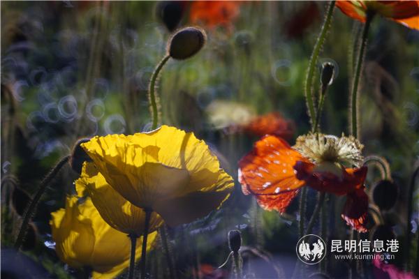 mmexport1582710679321